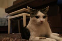 /album/my-cat-/img-3929-jpg/