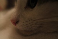 /album/my-cat-/img-3969-jpg/