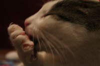 /album/my-cat-/img-3972-jpg/