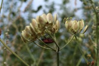 /album/parc-de-st-cloud-/img-0075-jpg/