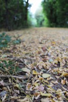 /album/parc-de-st-cloud-/img-0117-jpg/