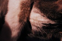 /album/my-cat-/img-38971-jpg/