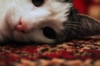 /album/my-cat-/img-39621-jpg/