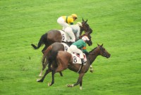 /album/my-cat-/a544401-4324872764588-2073667224-n-jpg/