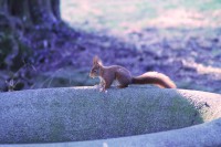 /album/my-cat-/img-0116-jpg/