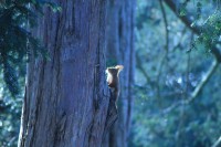 /album/my-cat-/img-0114-jpg/