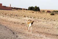 /album/maroc/img-0247-jpg/
